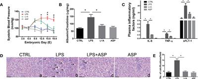 Low-Dose Aspirin Prevents Kidney Damage in LPS-Induced Preeclampsia by Inhibiting the WNT5A and NF-κB Signaling Pathways